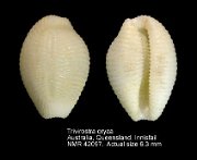 Trivirostra oryza (3)